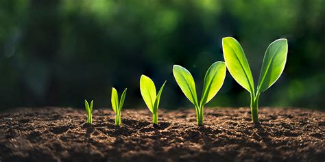 Growth.