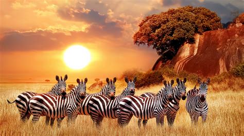 africashbet