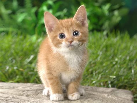 littletgkitten
