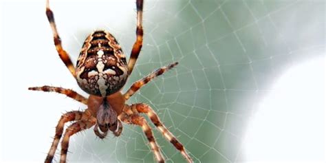 spider.